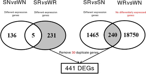 Figure 4. Venn diagrams for the selection of 441 unique DEGs. The comparisons on the left resulted in the selection of 231 DEGs, whereas the comparisons on the right resulted in the selection of 240 DEGs. These DEGs were then combined and 30 duplicated genes were removed to obtain the final set comprising 441 DEGs.