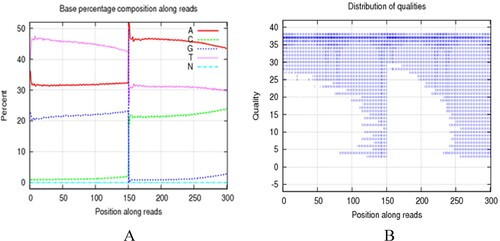 Figure 2. (A) After getting the original data, first filter the data, including decontamination and low-quality data, to get ‘clean read’. The base content distribution of clean reads. The horizontal axis indicates the base position on the reads and vertical axis indicates the proportion of the bases. The left part represents strand 1 which was obtained directly during the sequencing process. The content of T bases was relatively high and the content of C bases was relatively low. The right part represents the base contents distribution of complementary strand 2, and the content of adenine (A) was relatively high, the content of guanine (G) was relatively low which was corresponding to strand 1. (B) The base quality distribution of clean reads. The horizontal axis indicates the base position on the reads and vertical axis indicates the base sequencing quality. Each point in the figure represents the sequencing quality of the corresponding base in reads. The figure indicates that the distribution of base content and quality distribution meet the standards for further analysis.