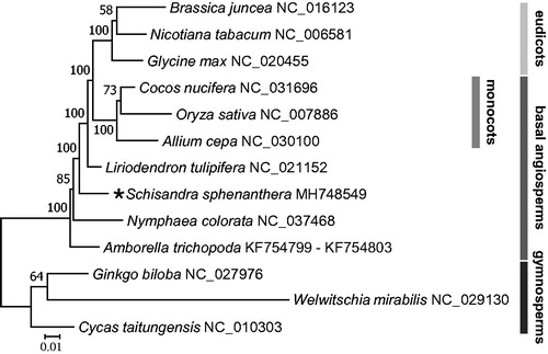 Figure 1. Phylogenetic tree based on 13 complete mitogenome sequences. The tree was constructed using RAxML method and bootstrap support value from 1000 replicates are shown above branches. All the mitogenome sequences are available in GenBank, the accession numbers are listed right to their scientific names.