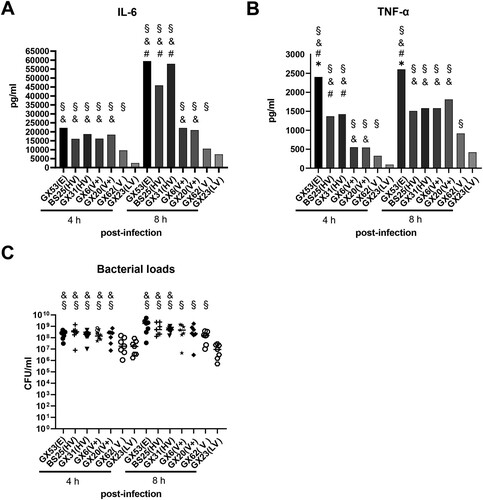 Figure 3. Production of pro-inflammatory cytokines IL-6 (A) and TNF-α (B) in sera and bacterial loads (C) in peripheral blood of C57BL/6 mice infected with 2 × 107 CFU of representative ST1 GX strains with different virulence level. Median values of each infected group were used to express cytokine levels in sera. Bacterial counts of individuals, including median with interquartile ranges, were presented. Colonies were expressed as CFU/ml. Statistical differences in pro-inflammatory cytokine concentration and bacterial counts among infected groups were determined by Wilcoxon’s rank sum test. *: significantly higher than those of HV strain BS25 and GX31 infected groups. #: significantly higher than those of V+ strain GX6 and GX23 infected groups. &: significantly higher than those of V strain GX62 infected group. §: significantly higher than those of LV strain GX23 infected group.