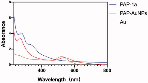 Figure 2. The UV–vis (240–800 nm) spectrum of PAP-1a, PAP-AuNPs and Au.