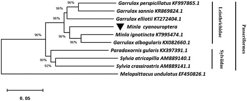 Figure 1. Neighbor-joining (NJ) tree based on nine species whole mitochondrial sequence, and Melopsittacus undulates was used as the outgroup. Black inverted triangle represented a sequence of this study.