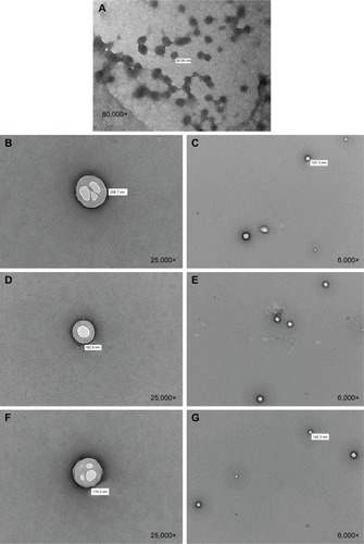 Figure 5 TEM images.Notes: (A) RNPs; (B and C) PLA10-PEG2 composite nanoparticles; (D and E) PLA25-PEG5 composite nanoparticles; and (F and G) PLA50-PEG5 composite nanoparticles. Magnification of each image is shown in the bottom-right corner. The original value of nanoparticle size in panel A is 30.85 nm instead of 30.05 nm.Abbreviations: TEM, transmission electron microscopy; RNPs, RALA nanoparticles; PLA, polylactic acid; PEG, polyethylene glycol.