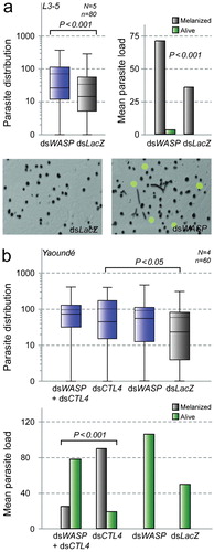 Figure 4. Effect of RNAi-mediated WASP gene silencing on Plasmodium density in refractory A. gambiae mosquitoes. Effects of RNAi-mediated WASP gene silencing on parasite development in two mosquito genetic backgrounds (a: L3-5; b: dsCTL4 Yaoundé). Distributions of total parasite numbers are presented as boxplots with mean (dotted lines) and median (solid lines) parasite densities indicated. The total number of midguts (N), the number of replicate experiments (n), and significant P-values are shown. P-values were estimated using Mann–Whitney U test. Mean parasite load graphs show corresponding mean numbers and standard errors of observed melanized ookinetes (grey) and live oocysts (green) as well as P-values determined by Chi-square goodness-of-fit test. (a) WASP gene silencing in the genetically selected L3-5 strain (Collins et al., 1986). Note that WASP kd leads to increased numbers of melanized parasites, as well as significantly increased oocyst development. Representative images showing the effect of WASP silencing (dsWASP) on melanized P. berghei ookinetes, as well as live oocysts as compared to corresponding control (dsLacZ) mosquitoes. (b) Effects of WASP gene silencing on P. berghei in Yaoundé mosquitoes on a melanizing CTL4 kd background. Importantly, the ratio of melanized parasites versus developing oocysts in CTL4 kd mosquitoes is reversed after additional silencing of WASP.