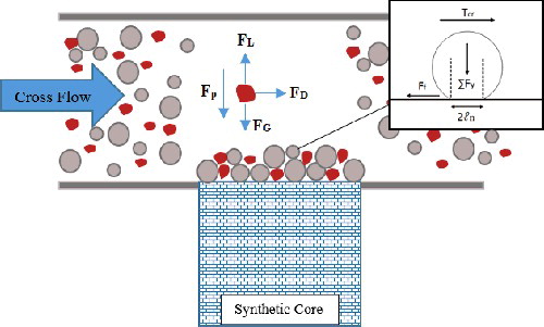 Figure 1. Forces exerted on particles in drilling fluid and on the cake surface.
