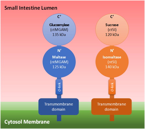 Figure 2. 3α-Glucosidase arrangement on the cytosol membrane.