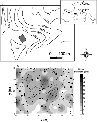 Figure 2 (a) Geographic distribution of P. uncinata in SW Europe, including the location of the study plot (42°01′N, 02°44′W; see the arrow in the inset). (b) Location of all individuals sampled within the 50 m × 40 m rectangular plot. The size of the circles is directly proportional to the tree height (the small points are seedlings), and the contour map shows the snow thickness in December 1998.