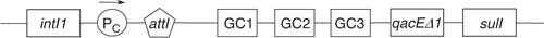 Fig. 1.  The basic structure of a class 1 integron. The gene intI1 encodes a site-specific integrase which can excise and integrate gene cassettes at the site-specific integration site attI. In this example, the integron contains three gene cassettes denoted as GC1, GC2, and GC3. Expression of the gene cassettes is induced by the promoter PC. Class 1 integrons also consist of two conserved genes at the 3′-end, quarternary ammonium compound resistance gene qacEΔ1 and sulphonamide resistance gene sulI.
