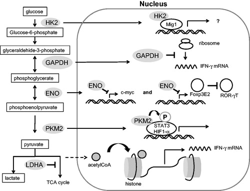 Figure 3. Non-enzymatic functions of glycolytic enzymes.