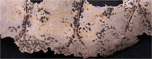 Figure 3. A closer view of a portion of leaf litter with prominent fungal growth.