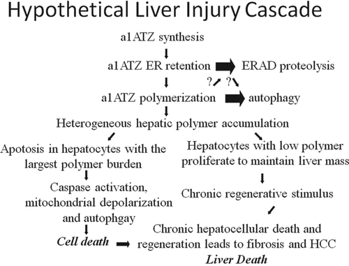 Figure 2.  Hypothetical liver injury pathway in Pi*ZZ AATD. The AAT mutant Z protein is appropriately synthesized, but then retained in the ER of hepatocytes rather than being secreted. Quality control processes within the cells direct most of the mutant Z protein molecules into intracellular proteolysis pathways related to the proteasome (ERAD). However, some of the mutant Z protein molecules escape proteolysis and may attain a unique, polymerized conformation forming inclusions in the ER. Autophagic degradation is upregulated as a response to mutant Z polymer accumulation. For reasons that are not clear, a small population of hepatocytes develops especially large accumulations of polymerized mutant Z protein and undergo apoptosis. The hepatocytes with a smaller burden of mutant Z protein proliferate, possibly with the input of a liver stem cell population, to maintain the functional liver mass. This chronic process of injury, cell death, and compensatory proliferation is known to lead to end organ processes of fibrosis, cirrhosis, and HCC. Given the variable nature of clinical liver injury between individuals with the same genotype, and the usually slow disease progression, there are likely to be important environmental and genetic disease modifiers affecting the rate and magnitude of these processes.