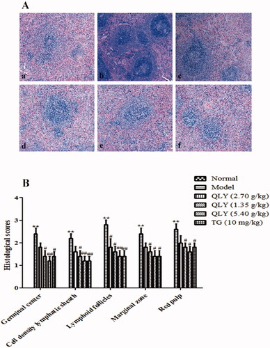 Figure 5. Effects of QLY granules on AA spleen histopathology. (A) Representative micrographs of H&E-stained histological sections of the spleens are shown (magnification × 400). a: normal; b: model; c: QLY granules (1.35 g/kg); d: QLY granules (2.70 g/kg); e: QLY granules (5.40 g/kg); f: TG (10 mg/kg). (B) The histology section shows the cell density lymphatic sheaths, lymphoid follicles, marginal zone, red pulp and the total number of germinal centres (GC). Data are expressed as the mean ± SD, with 5 animals in each group. **p < 0.01 vs. normal; #p < 0.05, ##p < 0.01 vs. model.