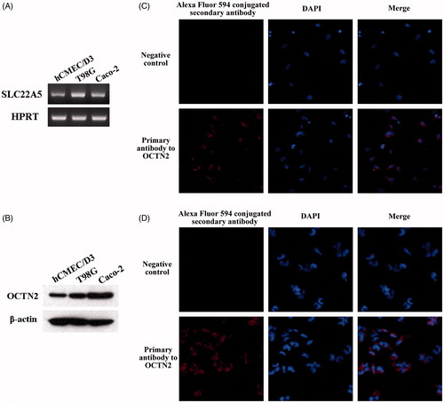 Figure 2. Characterization of OCTN2 expression in brain capillary endothelial cells (hCEMC/D3) and glioblastoma multiforme cells (T98G). (A) RT-PCR; (B) Western blot; Immunofluorescence in hCMEC/D3 (C), and T98G (D) cells.