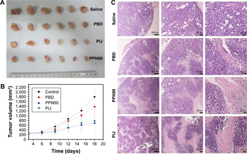 Figure 9 (A) The images of tumor tissues excised from the tumor-bearing nude mice of the saline, PBD, PIJ, and PPN50 groups. (B) The tumor volume curves of the saline, PBD, PIJ, and PPN50 groups. (C) Histological examination of excised tumor tissues of the saline, PBD, PIJ, and PPN50 groups under different magnifications.Abbreviations: PBD, paclitaxel bulk drug; PIJ, paclitaxel injections; PPN, pure paclitaxel nanoparticles.