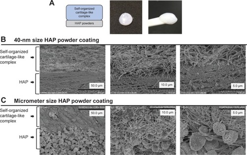 Figure 4 Self-assembled artificial cartilage–HAP powder conjugate.Notes: (A) Diagram illustrating the formation of a self-assembled artificial cartilage–HAP powder conjugate and its macroscopic image. (B) The structure of the 40-nm size HAP powder coating complex was observed by SEM. (C) The structure of the 5-µm size HAP powder coating complex was observed by SEM.Abbreviations: HAP, hydroxyapatite; SEM, scanning electron microscopy.