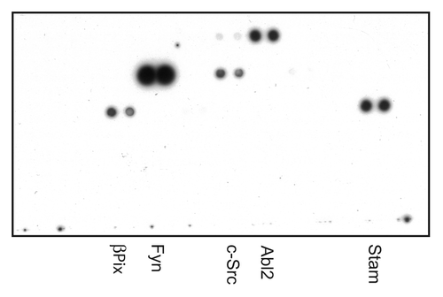 Figure 1. Chemoluminescence detection of SYNJ2-interacting SH3 domains. TransSignal SH3 Domain Array membranes were incubated with a His-tagged C-terminal domain of SYNJ2 (GST-SYNJ2-C-His) and developed as described in Materials and Methods. Shown is SH3 Domain Array-I out of four arrays examined.