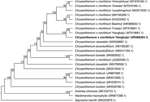 Figure 3. Phylogenetic analysis of Chrysanthemum × morifolium ‘Hangbaiju’ OR486294.1 and other 22 species/varieties within family Asteraceae and Rubiaceae. The following chloroplast genome sequences were used: Chrysanthemum × morifolium ‘Hangbaiju’ MT919681.1, Chrysanthemum × morifolium KX522942.1 (Hongmei et al. Citation2021), Chrysanthemum × morifolium MH165289.1 (Ma et al. Citation2020), Chrysanthemum × morifolium ‘Baekma’ MK986830.1 (Tyagi et al. Citation2019), Chrysanthemum × morifolium ‘Anhuishiliuye’ MT976165.1 (Xia et al. Citation2021), Chrysanthemum × morifolium ‘Orizaba’ MT976166.1 (Xia et al. Citation2021), Chrysanthemum × morifolium ‘wucailongzhua’ MG873555.1 (Ma et al. Citation2020), Chrysanthemum × morifolium ‘Fubaiju’ MT919691.1 (Zeng et al. Citation2021), Chrysanthemum lavandulifolium MH165287.1 (Ma et al. Citation2020) Chrysanthemum × zawadskii MW539687.1 (Baek et al. Citation2021), Chrysanthemum lavandulifolium MW411184.1, Chrysanthemum × morifolium JQ362483.1, Chrysanthemum boreale MN909052.1 (Tyagi et al. Citation2020), Chrysanthemum zawadskii MG799556.1 (Ma et al. Citation2020), Chrysanthemun boreale MG913594.1 (Won et al. Citation2018), Chrysanthemum indicum JN867589.1, Chrysanthemum boreale MH913565.1, Chrysanthemum indicum MH339741.1 (Ma et al. Citation2020), Chrysanthemum lucidum MH028788.1, Antirhea chinensis MK102723.1 (Fan et al. Citation2019), Neolamarckia macrophylla MN877388.1, Saprosma merrillii MK203879.1 (Zhu et al. Citation2019). Maximum likelihood tree was reconstructed based on complete chloroplast genome sequences with 1,000 bootstrap replicates. The bootstrap values were indicated at nodes. The 21 chloroplast genome sequences were obtained from NCBI GenBank databases (accession numbers have marked on the figure) and related literatures were listed after the GenBank accession numbers.