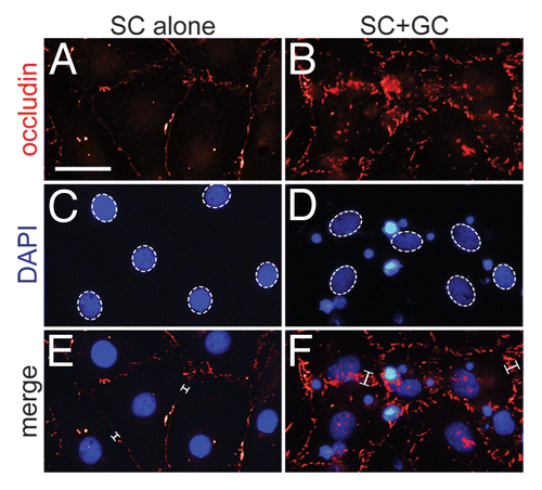 Figure 4. Localization of occludin after coculture of germ cells with Sertoli cells. Sertoli cells (SC) were isolated from 20-d-old testes and seeded onto Matrigel™-coated glass coverslips at 0.05 × 106 cells/cm2. It is important to note that functional TJs and ESs were still capable of forming at this lower Sertoli cell density. On day 3 in vitro, germ cells (GC) were isolated from 90-d-old testes, added to Sertoli cells at a Sertoli:germ cell ratio of 1:5 (time 0), and cocultured for an additional 4 d at which time cells were immunostained for occludin (red) as detailed in Materials and Methods and Table 1. Sertoli (dotted-line ovals, C and D) and germ cell nuclei were visualized by DAPI (blue) staining. Corresponding images were merged (E and F). Brackets (E and F) denote the relative thickness of the immunoreactive fluorescent signal between adjacent Sertoli cells. The localization of occludin at the Sertoli–Sertoli cell interface is in agreement with previously published reports (see main text for references). Bar in A (also corresponds to B–F) = 20 μm.