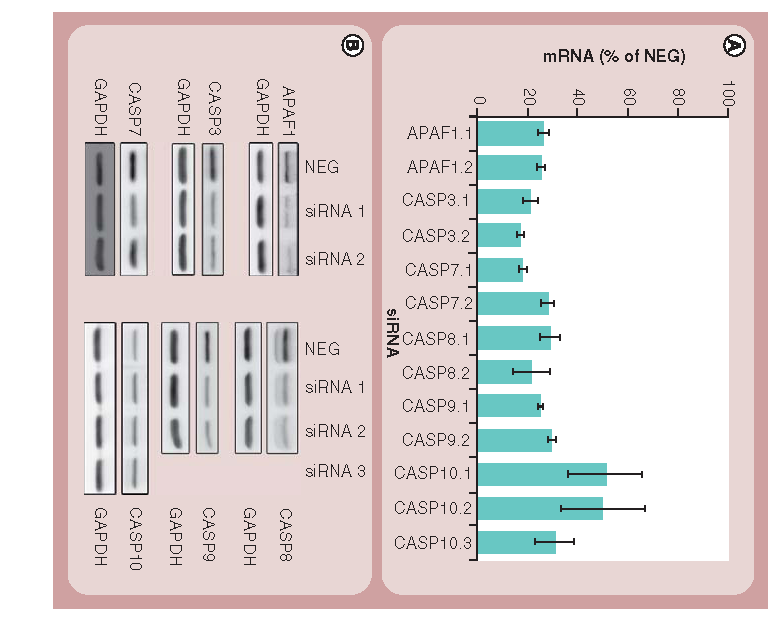 Figure 1. Depletion of apoptotic pathway components using RNAi. (A) Validation of the efficiency of the siRNA knockdown at the mRNA level by real-time qPCR as described in the ‘Materials & methods’ section. Bars indicate relative mRNA levels after 48 h in cells treated with various siRNAs compared with cells treated with NEG siRNAs. Results shown represent the mean and standard deviations of four technical replicates and are representative of three independent experiments. All data points were significantly different (p < 0.001) from cells treated with NEG siRNAs. (B) Western blotting showing the efficiency of the siRNA knockdown at the protein level 48 h post-transfection. GAPDH is used as a loading control.CASP: Caspase; qPCR: Quantitative PCR.