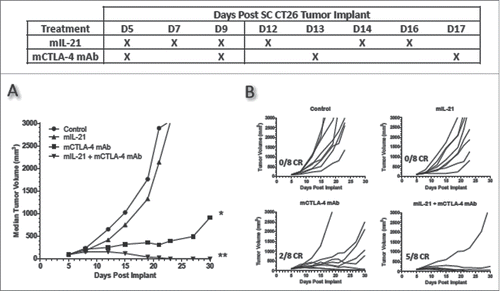 Figure 6. Addition of mIL-21 improves antitumor activity of mCTLA-4 mAb in the CT26 colon carcinoma model. Antitumor activity of mIL-21 (50 μg/mouse) and anti-mCTLA-4 mAb (clone UC10-4F10; 400 μg/mouse) when administered alone or in combination on the days indicated in the table. Median tumor volumes (left hand panel) and individual tumor volumes (right hand panels) are shown. CR = complete regression. Asterisks (*, **) indicate p < 0.05 or p < 0.01, respectively, for differences between the mCTLA-4 mAb group and either the control group or mIL-21 group (each comparison is p < 0.05), or the mCTLA-4 + mIL-21 combination group and either the control group or mIL-21 group (each comparison is p < 0.01) for ‘treatment effect’ by 2-way repeated measures ANOVA. Data are representative of results from two separate studies.