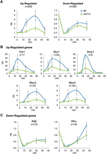 Figure 3. Absence of Xrn1 reduces the transcriptional response of genes up- and downregulated during osmotic stress. Genome wide data were obtained for wild type and xrn1Δ treated with 0.6 M KCl for 0, 8, 15, 30 and 45 min as indicated in Fig. 1. (A) Transcription rate (TR) medians for 245 upregulated and 355 downregulated genes in response to osmotic stress. (B) TR medians of upregulated genes divided into five distinct regulons based on their transcriptional dependency on Hot1, Sko1, Smp1, Msn2, and Msn4. (C) TR medians of downregulated genes belonging to the ribosome biogenesis (RiBi) and ribosomal proteins (RP) genes. All data were normalized to an arbitrary value of 1 at t = 0. It is indicated the number of genes analized in each regulon (N). Error bars represent the standard deviation of three independent experiments