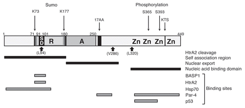 Figure 2 Functional motifs and interactions of WT1. A linear schematic of WT1 is shown with numbering indicating amino acids. Zn is zinc finger, A is the activation domain, R is the repression domain, SD is the suppression domain. The alternative splice sites (17AA and KTS) are indicated. The HtrA2 cleavage sites, the self-association, nuclear export and nucleic acid-binding domains are indicated below and post-translational modifications (sumoylation and phosphorylation) are shown above. The binding sites in WT1 for BASP1, HtrA2, Hsp70, Par-4 and p53 are indicated.