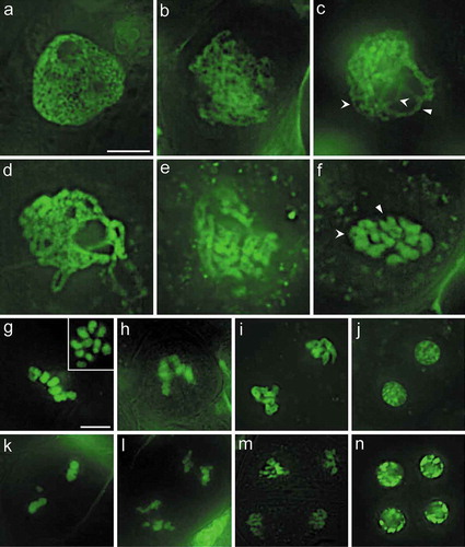 Figure 3. Meiotic stages of asparagus. (a). Preleptotene, showing a relatively undifferentiated nucleus with some faint indications of chromosome threads. (b). Leptotene, showing unpaired chromosomes. (c). Zygotene, showing partially paired homologous chromosomes; both synapsed (arrow) and unsynapsed (concave arrows) regions can be observed, showing synapsis in progress. (d). Pachytene, showing complete synapsis of homologous chromosomes. In asparagus, the chromosome groups are still prominent in this stage. (e). Diplotene, showing partially desynapsed chromosomes. (f). Diakinesis, chromosomes are highly condensed, individual bivalents can be identified. An “X” shape (arrow) or an “O” shape (concave arrow) can be seen in bivalents. (g). Metaphase I, condensed bivalents aligned along the spindle equator, the insert is a meiocyte when the source light is perpendicular with the equatorial plate of the cell. (h). Anaphase I, chromosomes are separating and are moving toward the spindle poles. (i). Telophase I, showing two polar groups of chromosomes. (j). Dyad stage, two nuclei with partially decondensed chromosomes. (k). Metaphase II, showing two groups of condensed chromosomes aligned at each spindle equator. (l). Anaphase II, showing separation of chromatids towards each spindle pole. (m). Telophase II, showing four groups of chromatids. (n). Tetrads of four haploid nuclei. Figures (a-f), and (g-n) are at the same magnification, respectively. Bars = 10 μm.