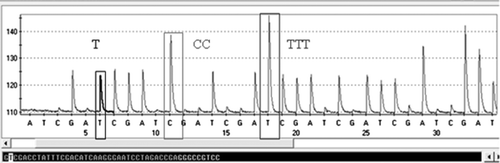 Figure 4.  Example of pyrogram showing the 30-bp sequence of the hexon L1 of a reference strain (506). The pyrophosphate anion (P2O7 4-, PPi) is released by the hydrolysis of ATP into AMP when a nucleotide is incorporated into a growing DNA strand by the polymerase. Peak height is proportional to the amount of PPi and thereby to the number of incorporated nucleotides.