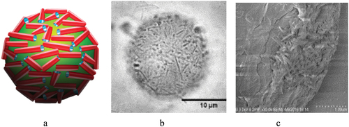 Figure 8. Scheme of HNT location on oil microbubble (a), and experimental optical (b) and cryo-SEM images (c) of petroleum droplet coated with halloysite. Reproduced with permission from [Citation38], copyright Elsevier 2018.