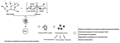 Figure 2. Functions of two important examples of current cationic polymers (PEI and chitosan) as non-viral gene delivery vectors.