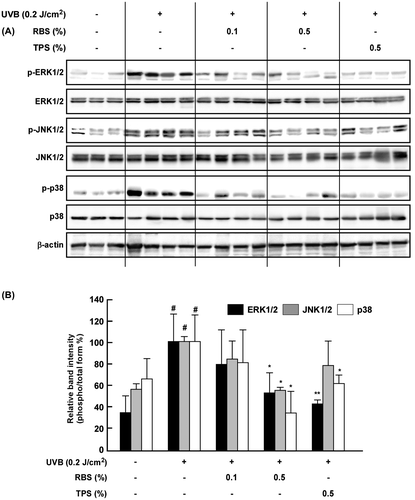 Figure 5. Effect of RBS on UVB-irradiated phosphorylation of MAPKs in SKH-1 hairless mouse skin. RBS inhibits UVB-induced phosphorylation of ERK1/2, JNK1/2, and p-38 in SKH-1 hairless mice. Results are shown as means ± S.D. (n = 8). The hash symbol (#) indicates a significant difference (p < 0.05) between the control group and the UVB-irradiated group. Asterisks (* and **) indicate significant differences (of p < 0.05 or p < 0.01, respectively) between the RBS diet group and UVB-irradiated group.