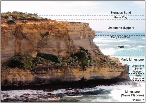 Figure 12. Cliff face on Sturgess Point at Port Campbell, demonstrating preferential weathering by lithology. Shoaling-upward cycles are evident, from a basal marly limestone to marl upward to limestone. Cliff height from sea-level to base Hesse Clay is 22 m (After DSE, Citation2011).