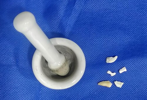 Figure 2. Fragmented tooth samples were obtained using a mortar and pestle.