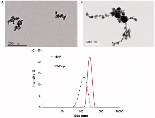 Figure 1. BNF particle size characterisation in aqueous suspensions and as BNF-lip. (A) TEM images of BNF in aqueous suspension, and (B) cBNF-lip; (C) z-averaged values of intensity obtained from photon correlation spectroscopy (PCS). Note: images have different magnifications.