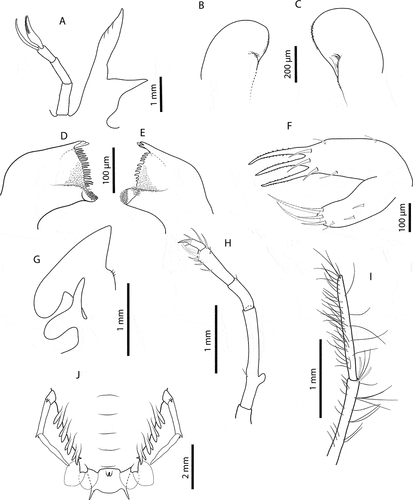 Figure 12. Chelarctus crosnieri Holthuis, Citation2002, final stage. A, antenna and antennule; B, C, right and left paragnaths (ventral view); D, E, left and right mandibles (dorsal view); F, maxillule; G, maxilla and first maxilliped; H, second maxilliped; I, third maxilliped (distal part); J, pleon and fifth pereiopod (ventral view). Scale bars: A, G–I = 1 mm; B and C = 200 µm; D–F = 100 µm.