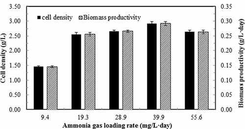 Figure 4. Cell density and biomass productivity of continuous culture of S. dimorphus under different inlet ammonia gas contents. Dilution rate: 0.1 day−1; medium pH 7. Data are means of five consecutive samples at the steady state (after at least three volume changes), and error bars show standard deviations.