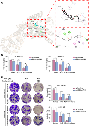 Figure 4 ADRB2 protein is a key target of 10-G action. (A) Ligand interaction and binding diagrams of 10-G at ADRB2 active site. (B) MDA-MB-231 and SUM-159 cells were transfected with either NC or ADRB2 lentivirus-shRNA for 48 h, and then were treated with different concentrations of 10-G or paclitaxel in combination for 48 h. The cell viability was determined using CCK-8 assay. (C) Targeting of ADRB2 with ADRB2 lentivirus-shRNA transfection inhibited the colony formation ability of TNBC cells MDA-MB-231 and SUM-159, and attenuated the cytotoxicity of 10-G induced TNBC cells. Data are represented as the mean value ± SD. *P<0.05, **P<0.01, compared with NC-shRNA.