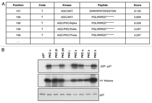 Figure 1. PKC phosphorylates p27 in vitro. (A) p27 phosphorylation site prediction by the Group-based Prediction System software. (B) In vitro kinase assays. Recombinant p27 was incubated with several recombinant PKCs in presence of 32P-labeled adenosine triphosphate (ATP), fractionated by SDS-PAGE, and transferred to nylon membrane. p27 phosphorylation was determined either by autoradiography. Histone H1 was used as control of PKCs’ activity.