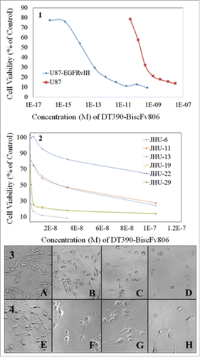 Figure 3. The high cytotoxicity of DT390-BiscFv806 against cancer cells. The panels 1 and 2 show the cell viability curves of glioblastoma cells and head and neck squamous cell carcinoma cells after exposure to graded concentrations of DT390-BiscFv806. The panels 3 and 4 show the representative morphology of the U87 (A to D) and U87-EGFRvIII (E to H) cells, respectively, following exposure of DT390-BiscFv806. The concentrations of DT390-BiscFv806 in the panels 3 and 4 were 0, 3 × 10−11, 1 × 10−10, and 1 × 10−8 M for A to D, and 0, 1 × 10−15, 1 × 10−13, and 1 × 10−11 for E to H, respectively.