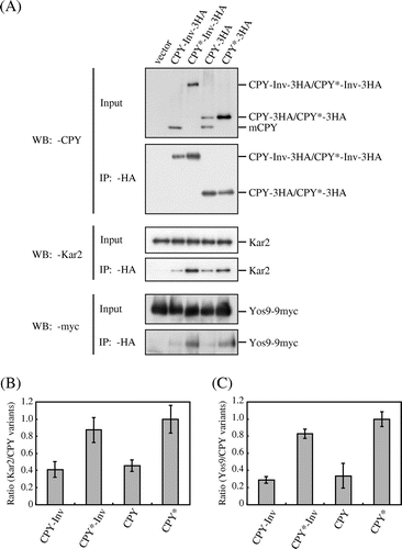 Fig. 6. The association of Kar2 and Yos9 with CPY*-Inv.Note: (A) Microsomes were prepared from YTS346 cells expressing CPY-3HA, CPY*-3HA, CPY-Inv, or CPY*-Inv and subjected to native co-immunoprecipitation with anti-HA antibody. Microsomes (Input) and immunoprecipitates (IP: α-HA) were analyzed by immunoblotting with anti-CPY (IB: α-CPY) and anti-Kar2 (IB: α-Kar2) antisera and anti-myc antibody (IB: α-myc). (B) and (C) The relative amounts of Kar2 (B) and Yos9-myc (C) co-precipitated with CPY variants were quantified. The amount of Kar2 or Yos9-myc co-precipitated with CPY* was set to 1. Error bars represent standard deviations for three independent experiments.