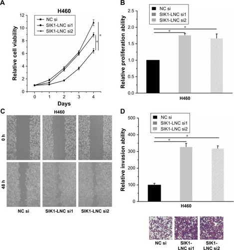 Figure 4 SIK1-LNC knockdown promoted cell viability, proliferative, migrative, and invasive abilities of H460 cells. (A) CCK-8 assays indicated that H460 cell viabilities in SIK1-LNC si-transfected groups were higher than those in the NC si group (P<0.05). (B) The Brdu assays suggested that the proliferation of H460 cells was dramatically impaired in SIK1-LNC sil-transfected and SIK1-LNC si2-transfected groups when compared with that in the NC si group (P<0.05). (C) The wound healing and (D) invasion assays manifested a remarkable increase of cell migration and invasion capacities both in SIK1-LNC sil-transfected and SIK1-LNC si2-transfected groups compared with the NC si group (P<0.05).