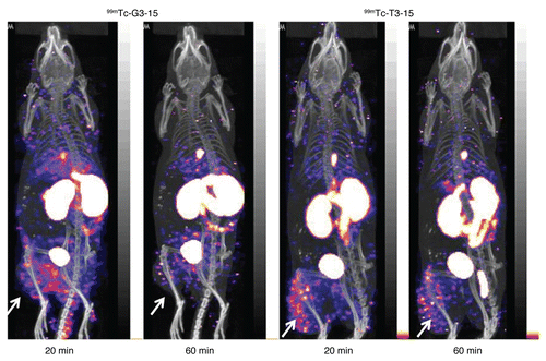 Figure 5 Anterior views of the SPECT/CT fused projections for 99mTc-G3-15 and 99mTc-T3-15 in mice bearing LS-174T tumors in the left thigh. Acqusitions were obtained at 20–40 min and 60–80 min post injection. Arrows show the tumors.