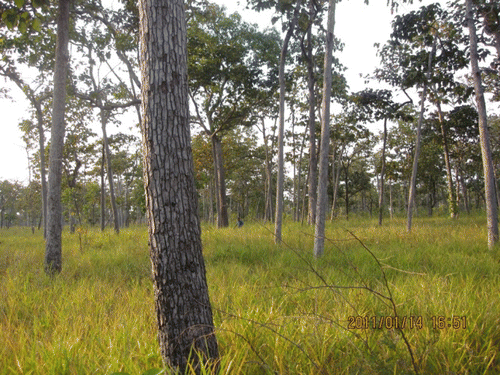 Figure 7.  Deciduous forest covered by grass (>50 cm height).