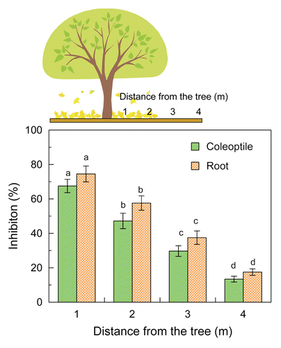 Figure 1. Effect of aqueous methanol extracts of ginkgo litter on the growth of ryegrass. Ginkgo litter (100 g) was extracted with 1 L of 80% (v/v) aqueous methanol. Extract (10 mL) was evaporated and added on the filter paper the petri dishes. After evaporation of the solvent, the filter paper was moistened with 1 mL of a 0.05% (v/v) aqueous solution of Tween 20. The biological activity of the extract was then determined by ryegrass seedlings as described previously.Citation2 After the incubation of 48 h in darkness at 25 °C, the length of ryegrass coleoptiles and roots was measured and inhibition % was determined by the formula: [(control plant length – plant length incubated with the extract) / control plant length] x 100. Control ryegrass was incubated on the medium in the absence of the extract. Different letters indicate significant differences (P < 0.05) according to the Tukey test.