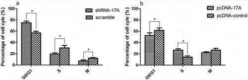 Figure 5. 17A depletion contributed to cell cycle arrest. (a) 17A knockout significantly increased the percentage of cells in G1 phase, and decreased the cells percentage in S phase. (b) The percentage of cells in S phase was significantly increased with the overexpression of 17A. (Data were expressed as mean ± S.E.M. from three independent experiments; *P < 0.05).