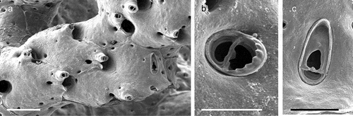Figure 43. Reteporella cf. couchii. (a) Colony. (b, c) Avicularia. Scales: (a) 200 µm; (b) 50 µm; (c) 100 µm.