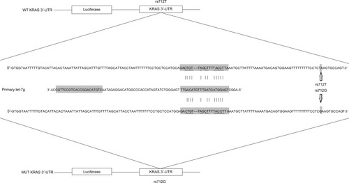 Figure 1 Schematic sequence comparison of KRAS 3′-UTR and primary let-7g and location of rs712 polymorphism in the 3′-UTR of KRAS.Abbreviations: MUT, mutant; UTR, untranslated region; WT, wild-type.