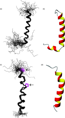 Figure 3. Left: Superposition of the fifty best structures of peptides F215-R246 (a) and W279-K305 (c), best-fitted on backbone atoms of residues L220-S237 and P284-M303, respectively. Structures are oriented with the N-terminus on the top of the figure. For peptide W279-K305 the side chains of Pro residues are arrowed, and are also shown in magenta colour online. For (a) the RMSD values are 0.90±0.32 Å on backbone atoms and 1.69±0.41 Å on heavy atoms and for (c) 0.81±0.32 Å on backbone atoms and 1.97±0.37 Å on heavy atoms, respectively. Right: Ribbon representations of the mean structure of the bundles of peptides F215-R246 (b) and W279-K305 (d). This Figure is reproduced in colour in Molecular Membrane Biology online.