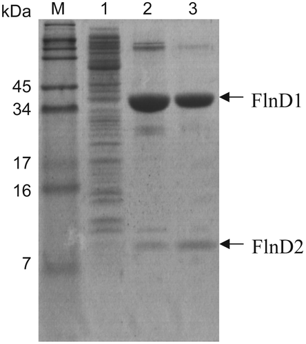 Fig. 1. SDS-PAGE analysis of FlnD1 and FlnD2 at each purification step.