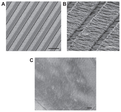 Figure 8 A, B) Schwann cells on a smooth compression-molded poly-D,L-lactic acid substrate biomaterials. C) Oriented Schwann cell growth on micropatterned biodegradable polymer substrates.